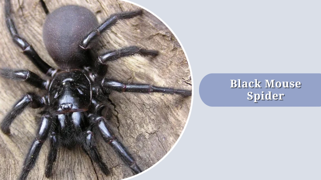 Black Mouse Spider
