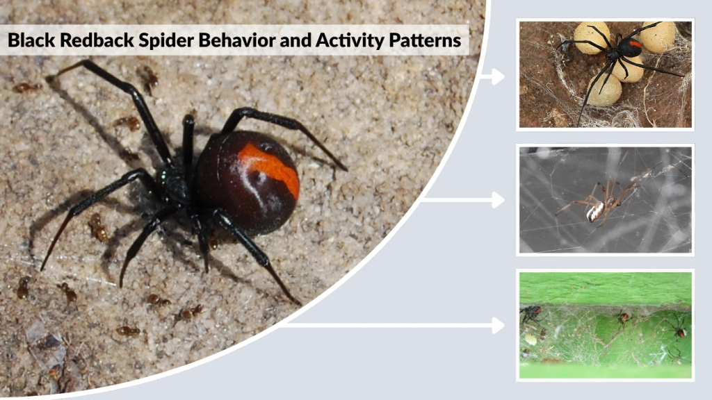 Black Redback Spider Behavior and Activity Patterns