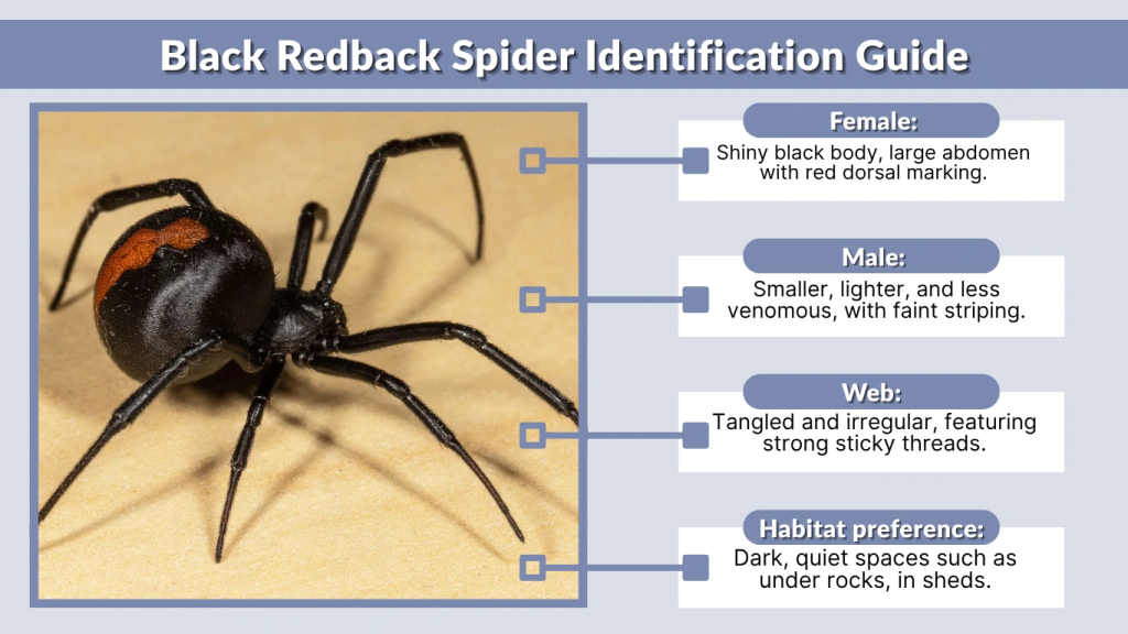 Black Redback Spider Identification Guide