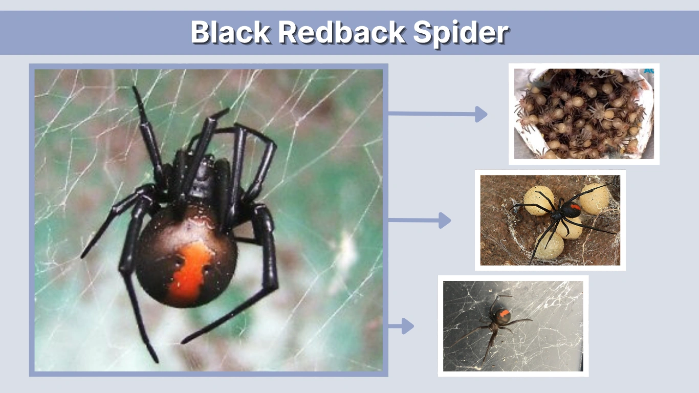 Black Redback Spider: Size, Color, Habitat, Nest, Egg, Identification