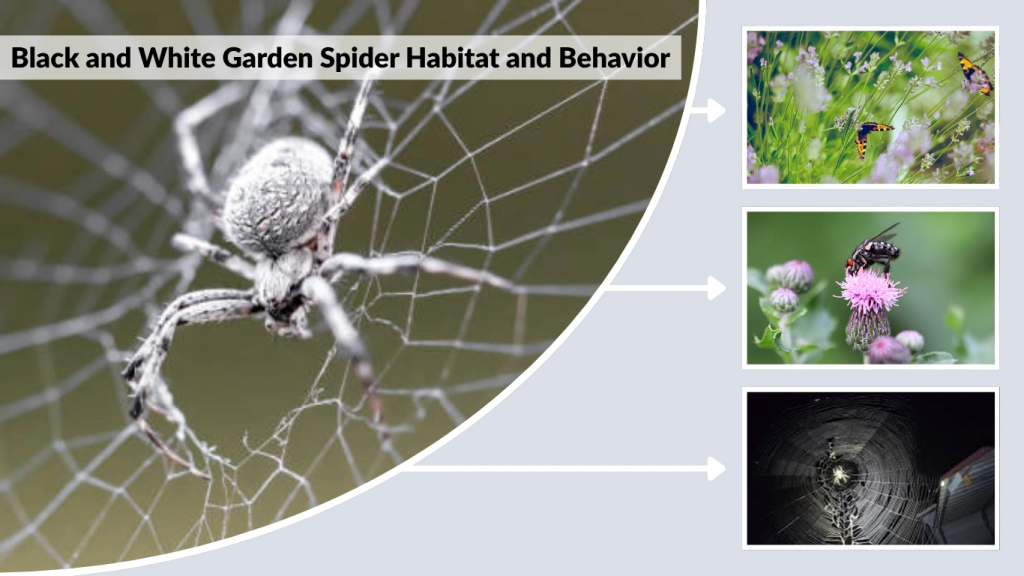 Black and White Garden Spider Habitat and Behavior