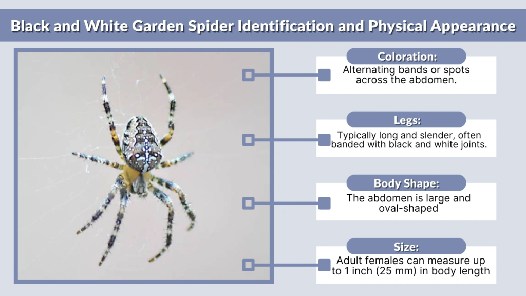 Black and White Garden Spider Identification and Physical Appearance