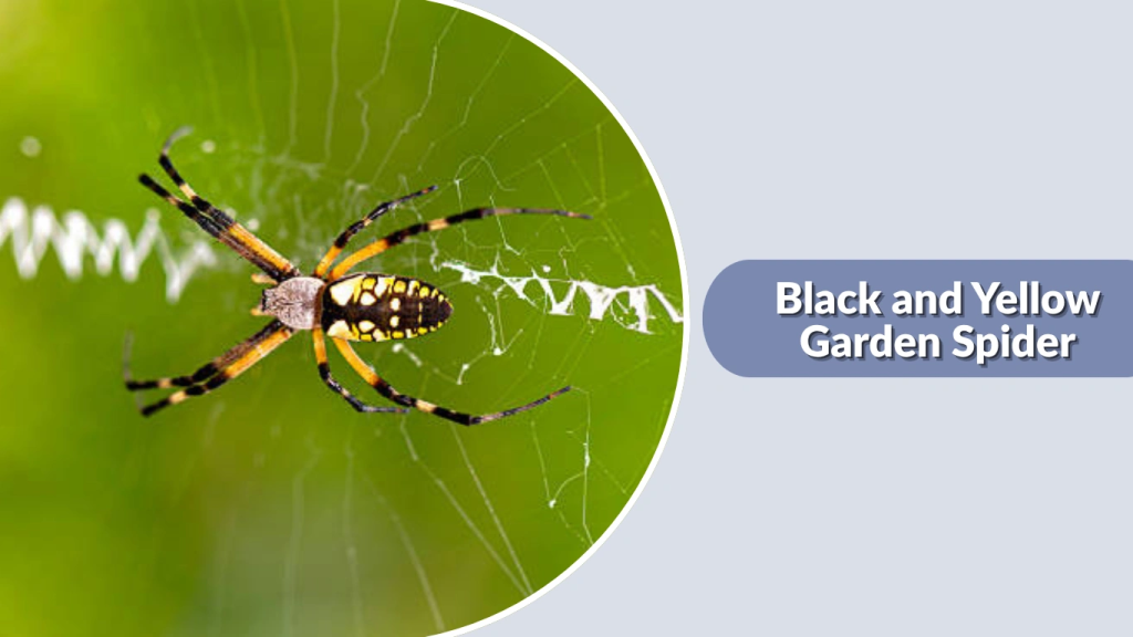 Black and Yellow Garden Spider