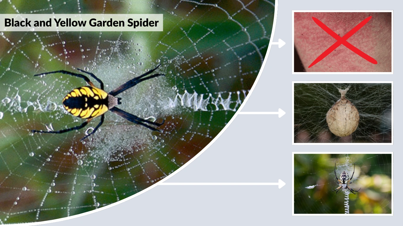 Black and Yellow Garden Spider: Is It Dangerous or Harmless?