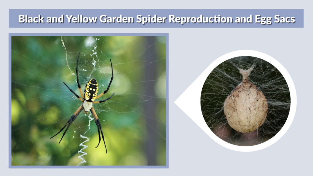 Black and Yellow Garden Spider Reproduction and Egg Sacs