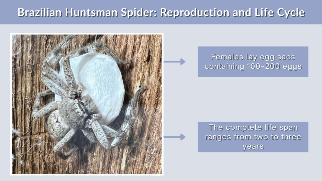 Brazilian Huntsman Spider Reproduction and Life Cycle