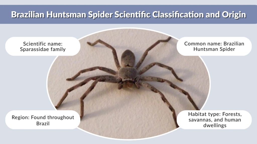 Brazilian Huntsman Spider Scientific Classification and Origin