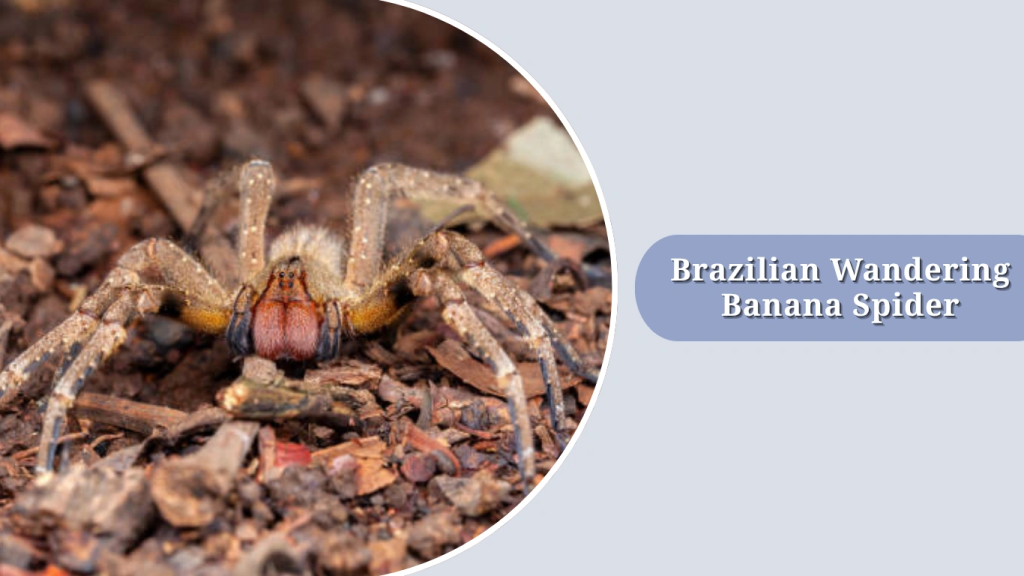 Brazilian Wandering Banana Spider
