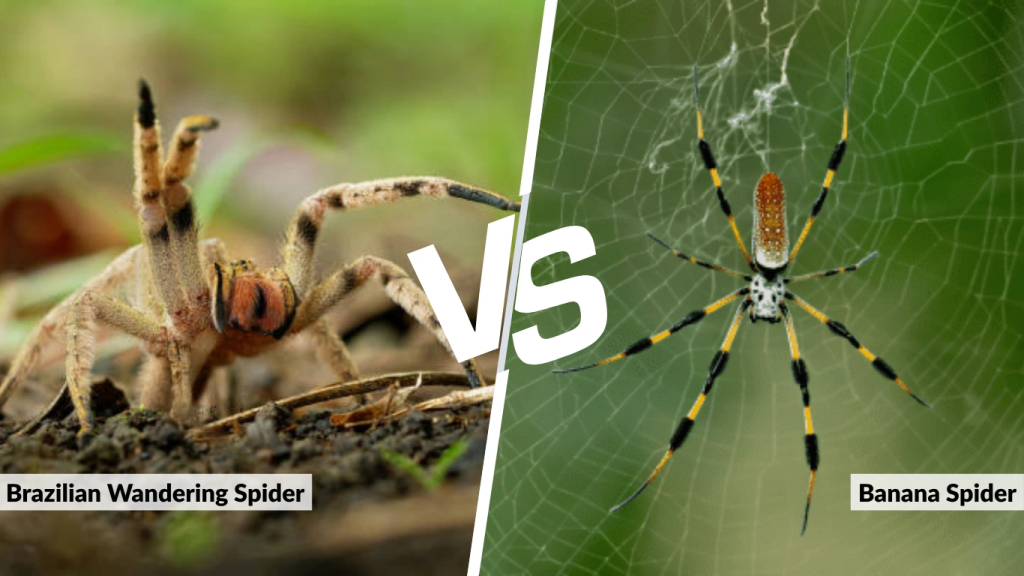 Brazilian Wandering Spider vs Banana Spider