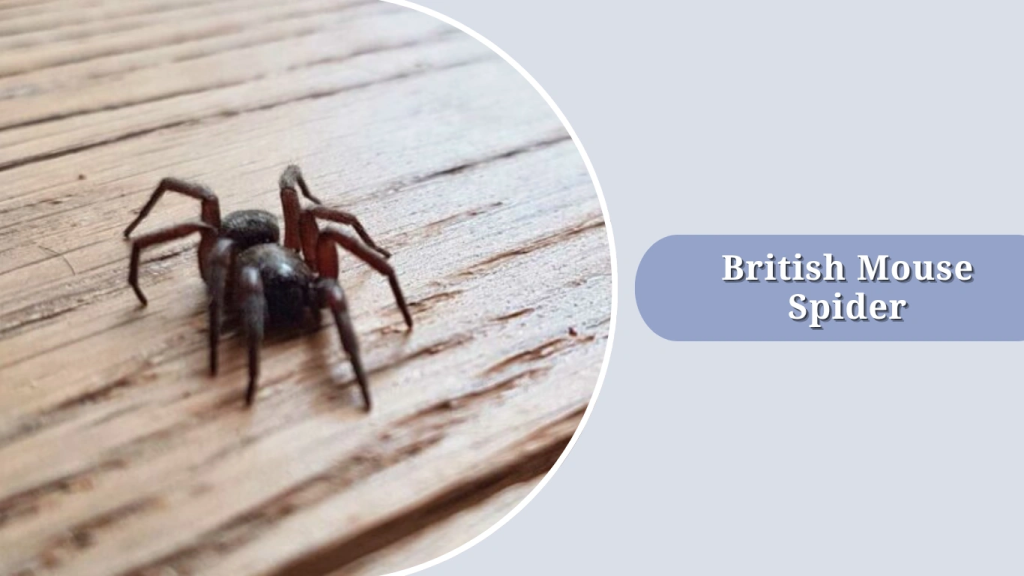 British Mouse Spider