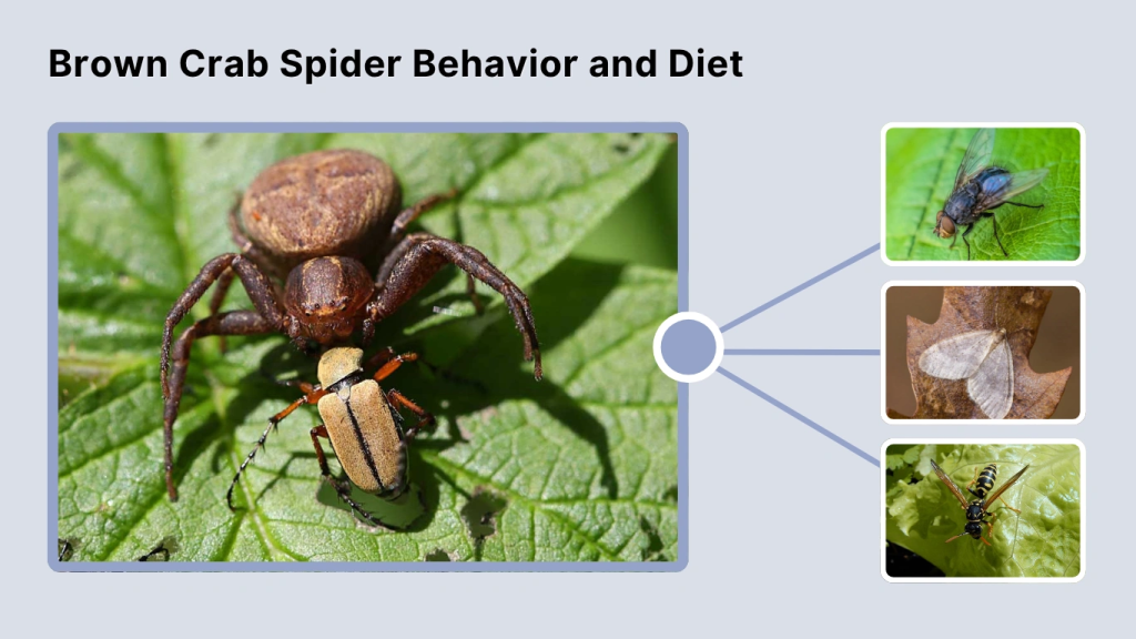 Brown Crab Spider Behavior and Diet
