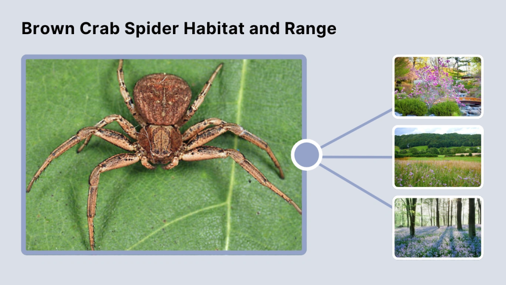 Brown Crab Spider Habitat and Range
