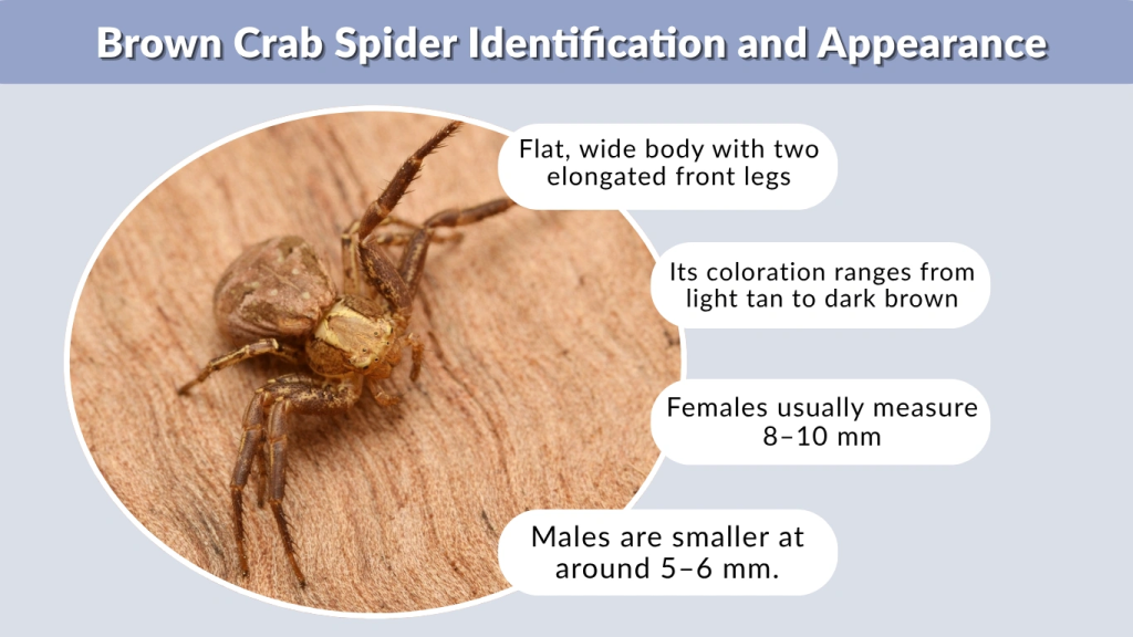 Brown Crab Spider Identification and Appearance