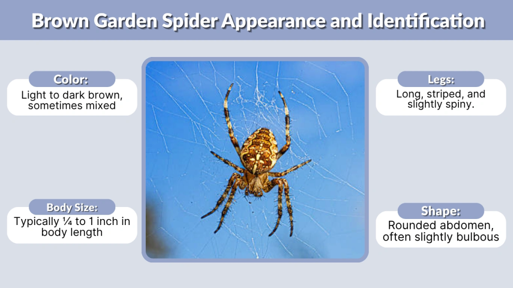 Brown Garden Spider Appearance and Identification