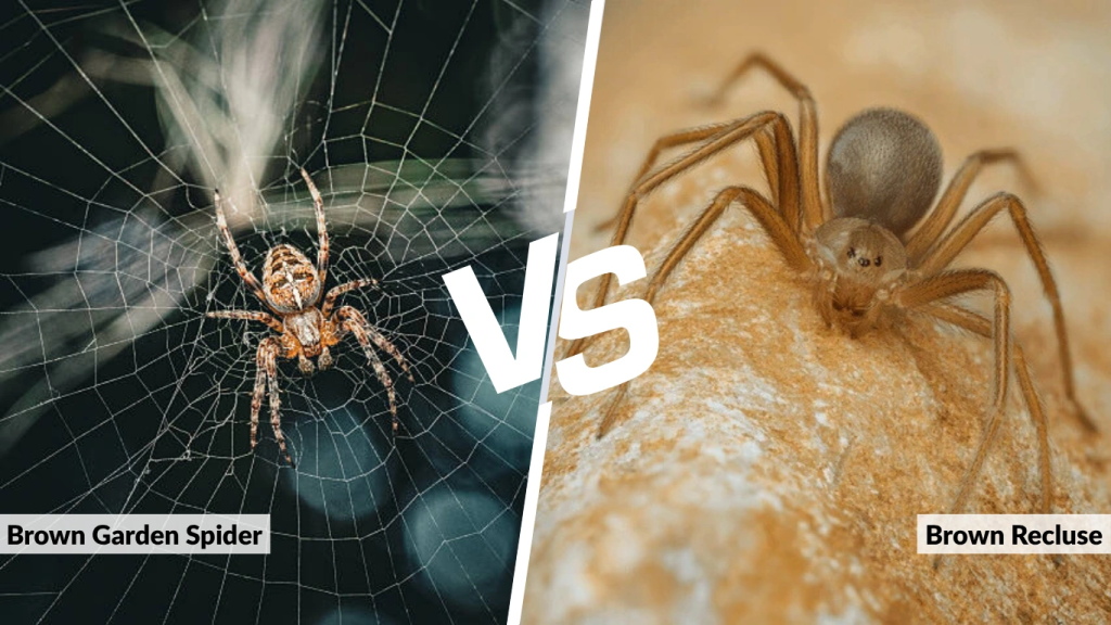 Brown Garden Spider vs. Brown Recluse