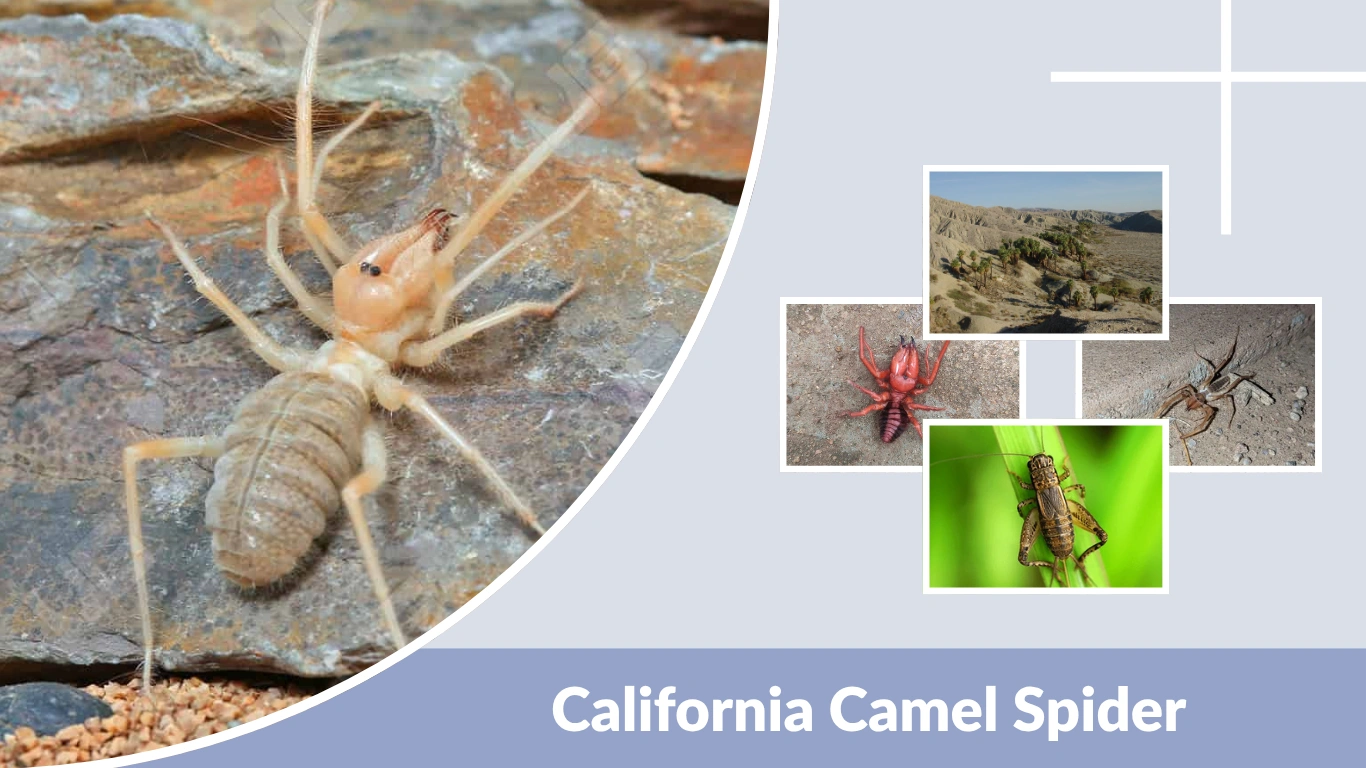 California Camel Spider Facts, Myths, and Identification Guide