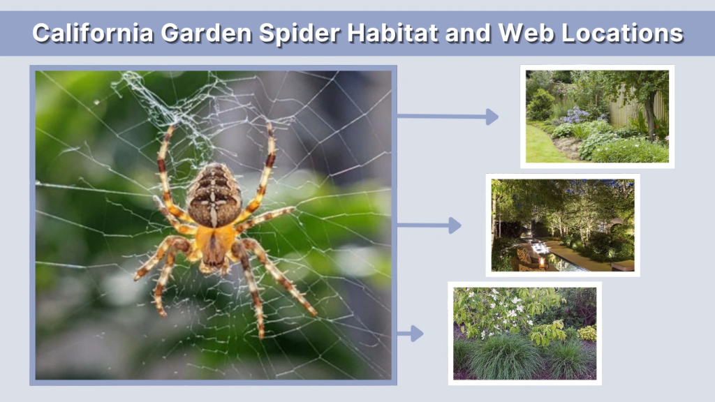 California Garden Spider Habitat and Web Locations