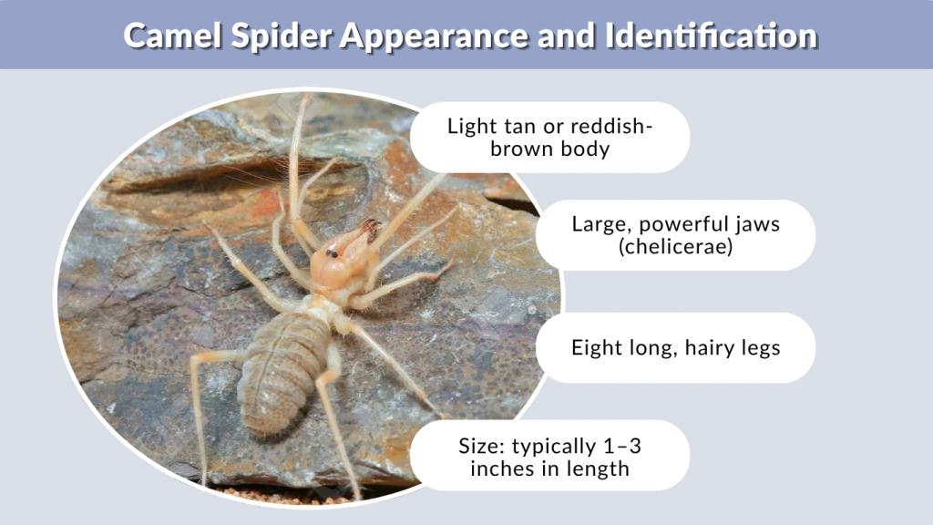Camel Spider Appearance and Identification