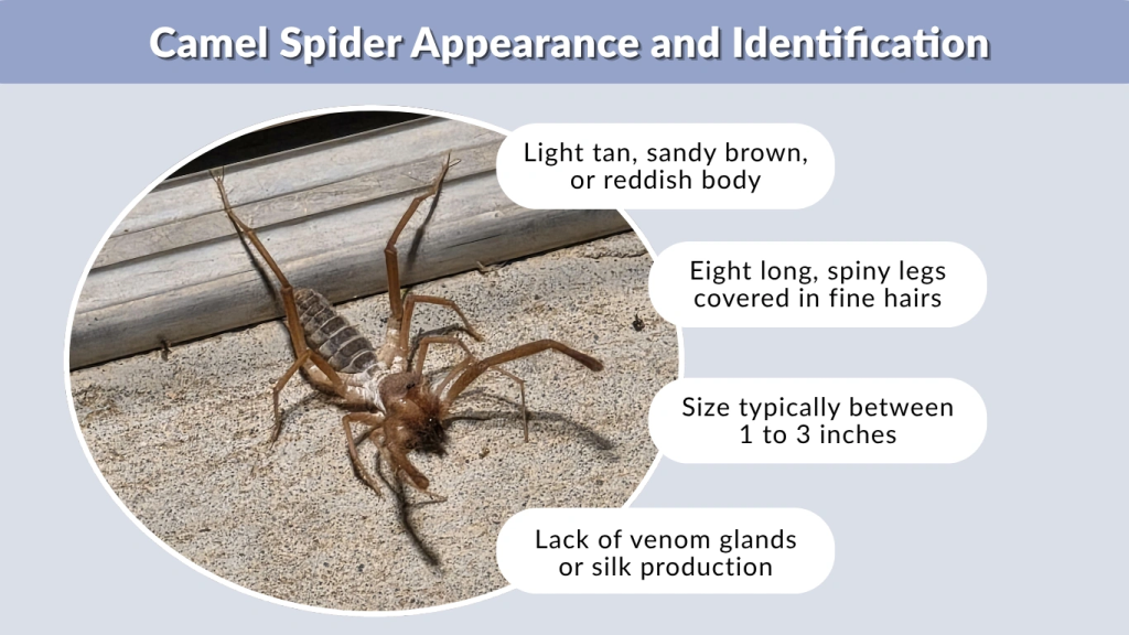 Camel Spider Appearance and Identification