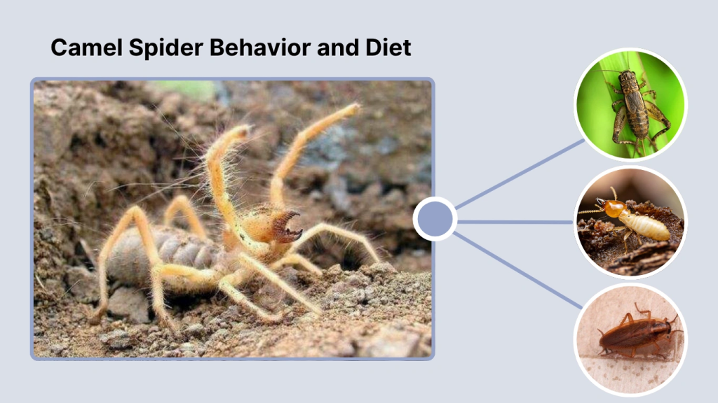 Camel Spider Behavior and Diet