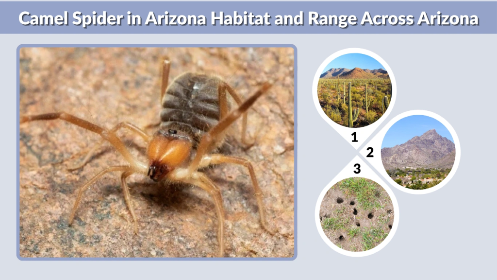 Camel Spider in Arizona Habitat and Range Across Arizona