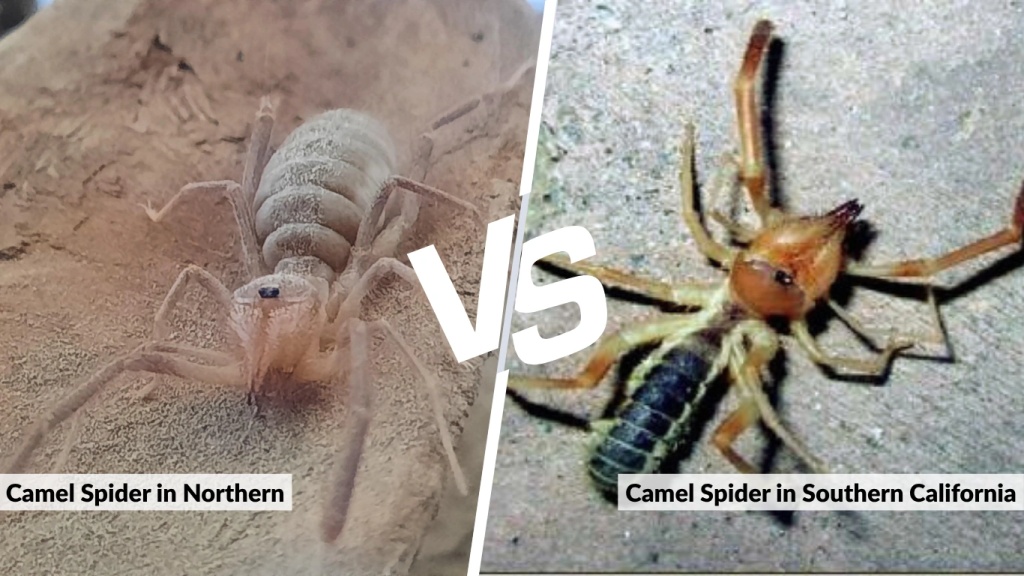 Camel Spider in Northern vs. Southern California
