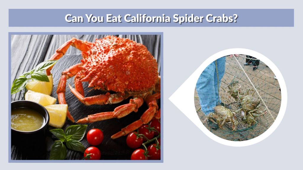Can You Eat California Spider Crabs