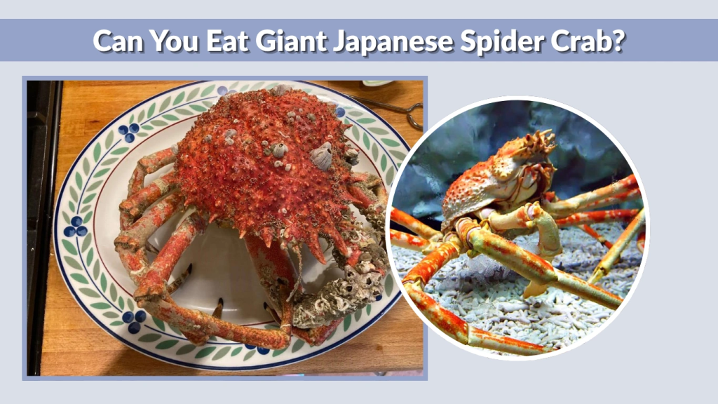 Can You Eat Giant Japanese Spider Crab