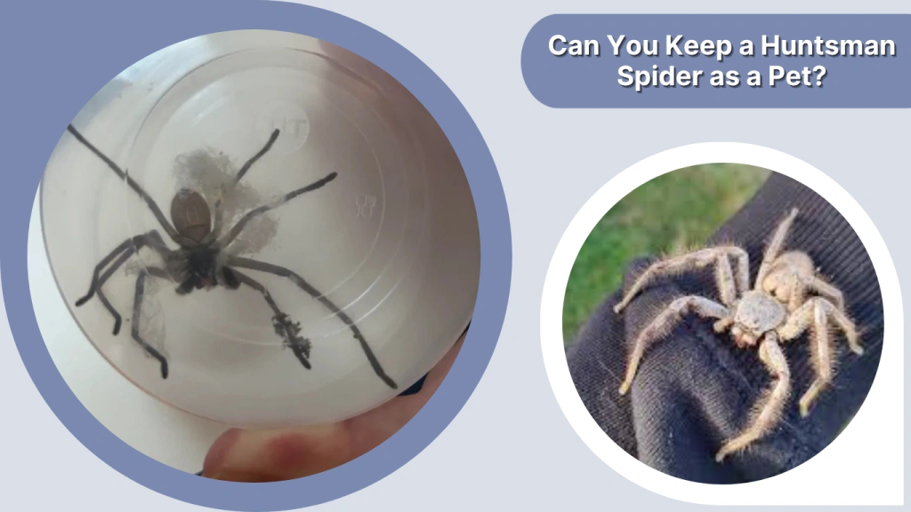 Can You Keep a Huntsman Spider as a Pet
