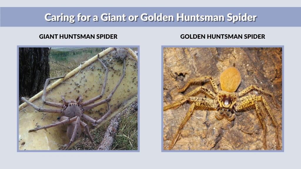Caring for a Giant or Golden Huntsman Spider