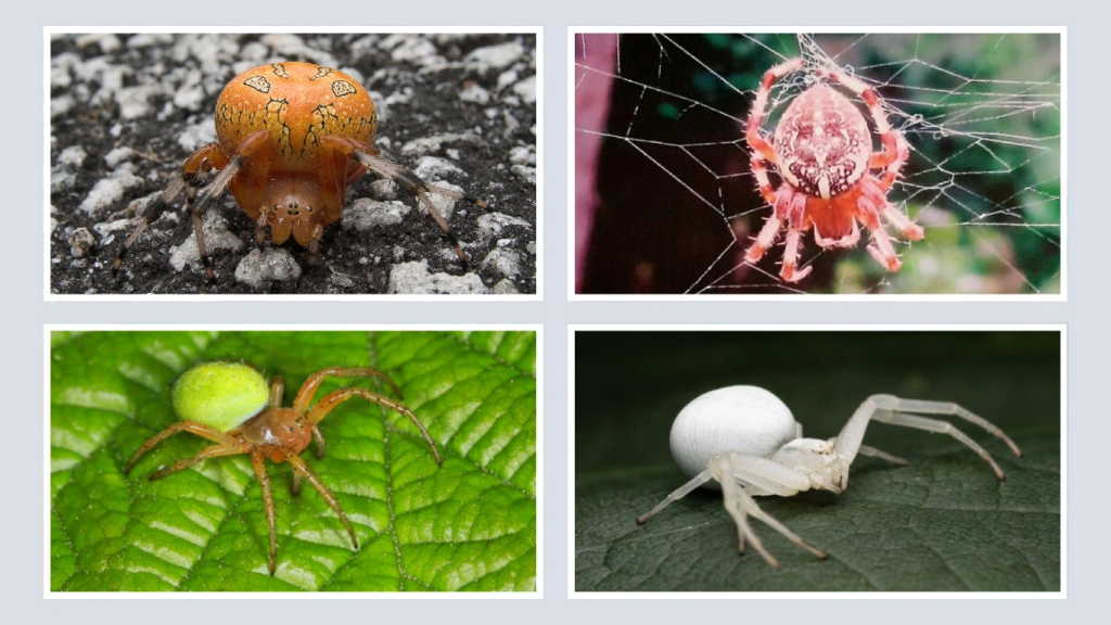 Color Variations and Regional Differences