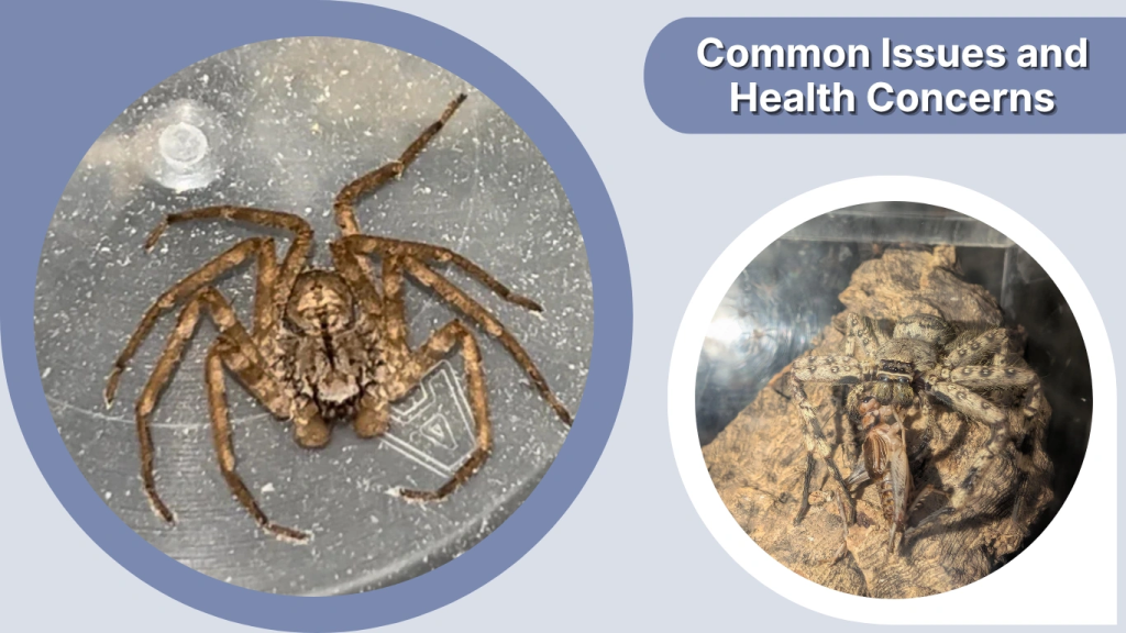 Common Issues and Health Concerns