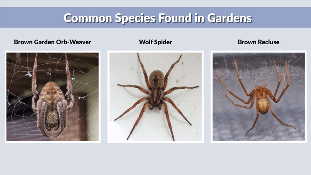 Common Species Found in Gardens