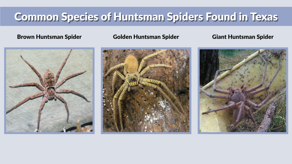 Common Species of Huntsman Spiders Found in Texas