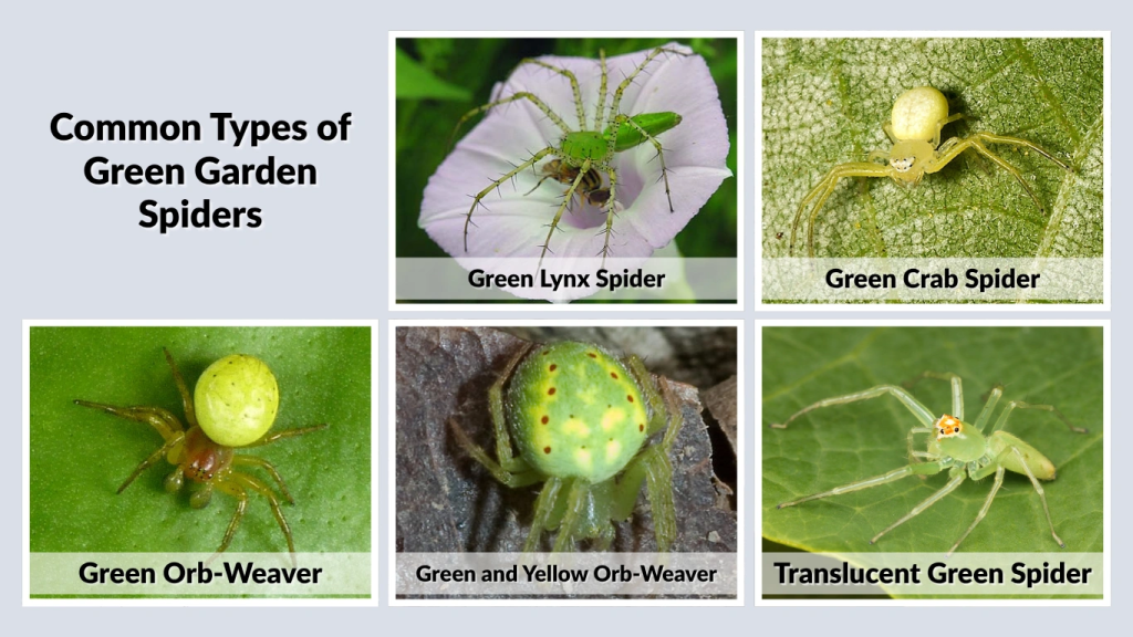 Common Types of Green Garden Spiders