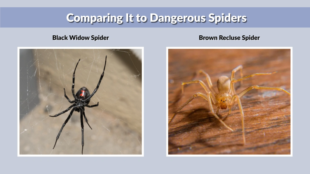 Comparing It to Dangerous Spiders