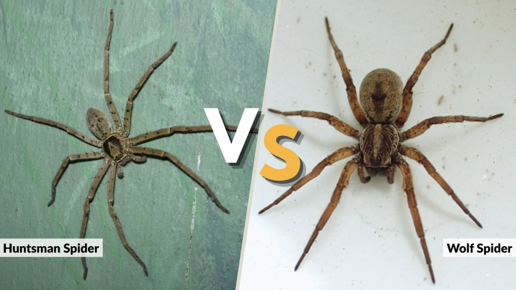 Comparison Huntsman Spider vs. Wolf Spider in Texas