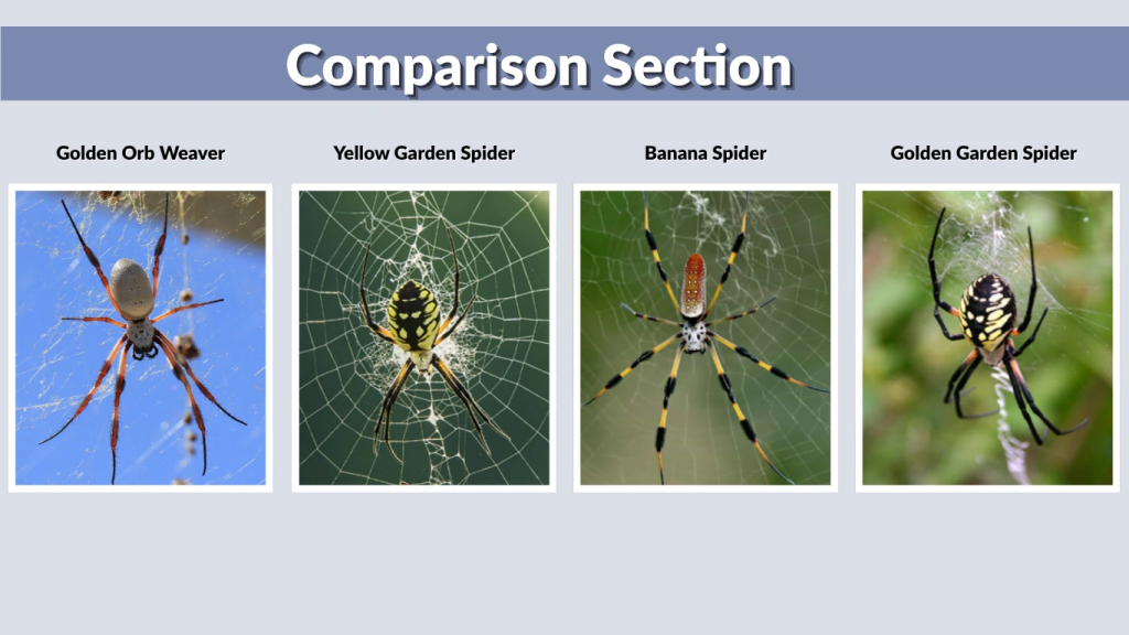Comparison Section