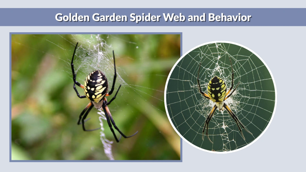Golden Garden Spider Web and Behavior