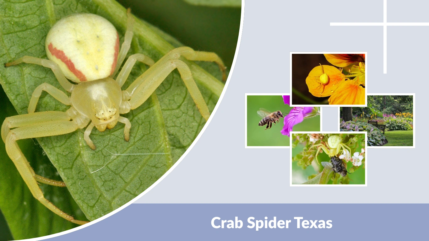 Crab Spider Texas: Species, Colors, and Bite Facts
