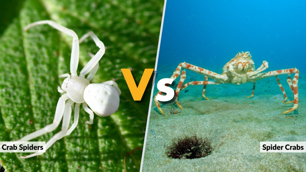 Crab Spiders vs. Spider Crabs