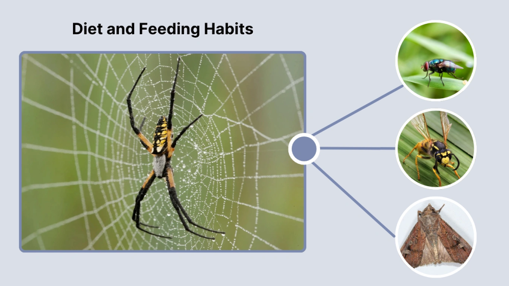 Diet and Feeding Habits