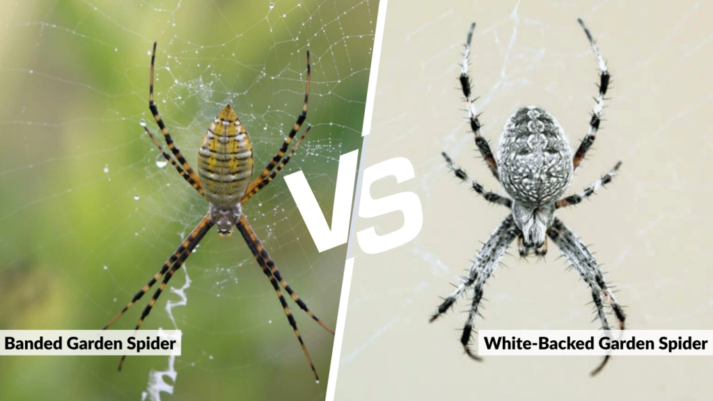 Difference Between Banded and White-Backed Garden Spiders