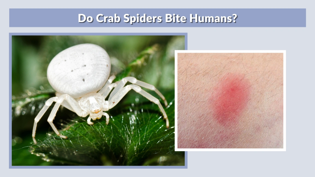 Do Crab Spiders Bite Humans