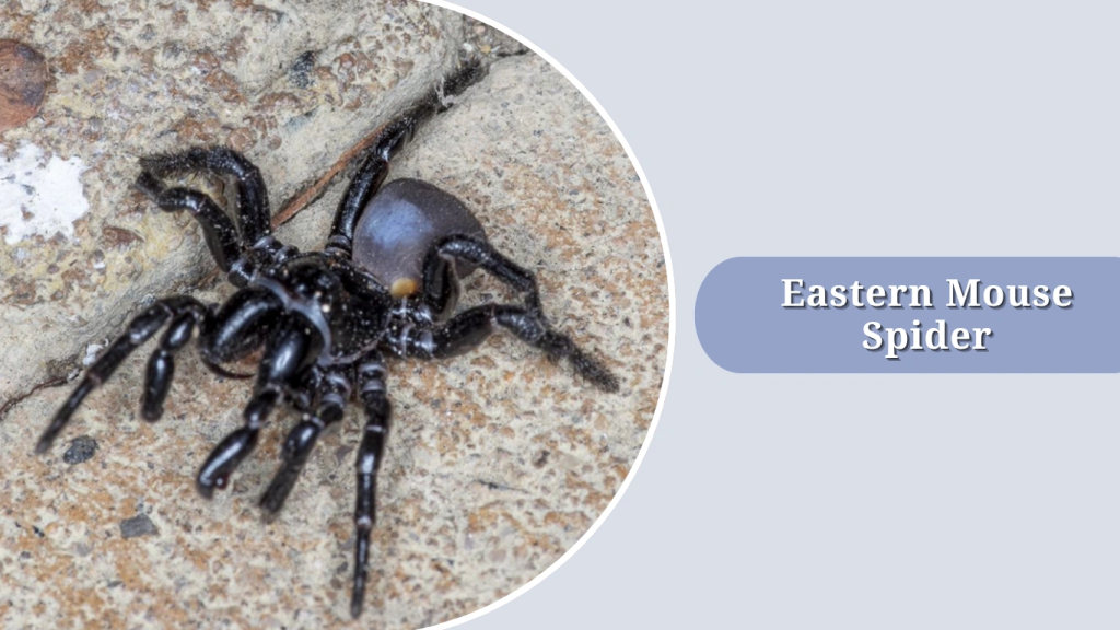 Eastern Mouse Spider