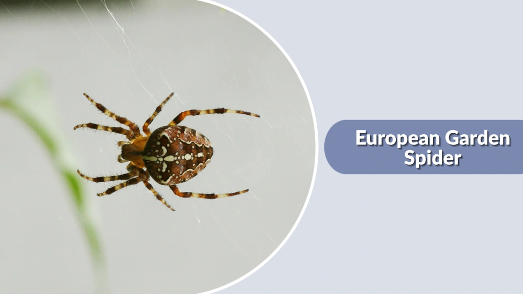European Garden Spider