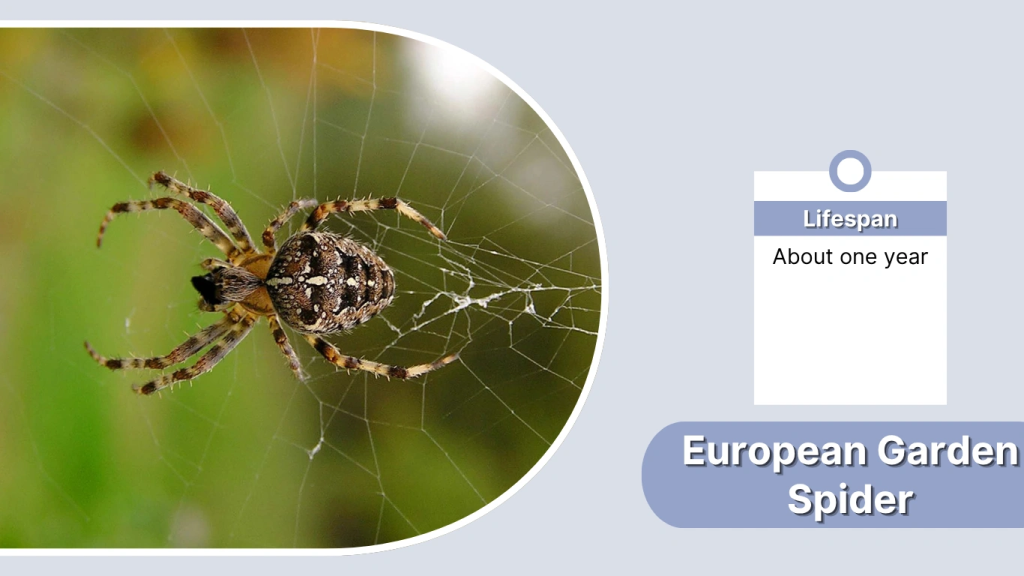 European Garden Spider Lifespan