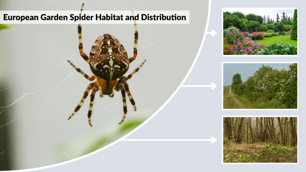 European Garden Spider Habitat and Distribution