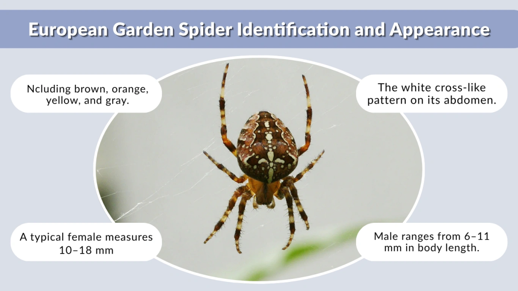 European Garden Spider Identification and Appearance