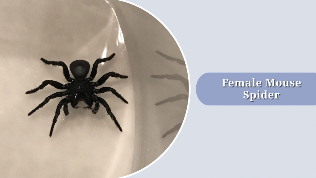 Female Mouse Spider